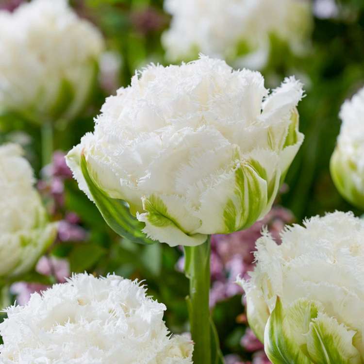 Tulpan 'Snow Crystal'